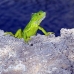 iguana_green_tf_gc_v_0052_cay0969.jpg